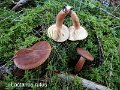 Lactarius rufus-amf1127-1
